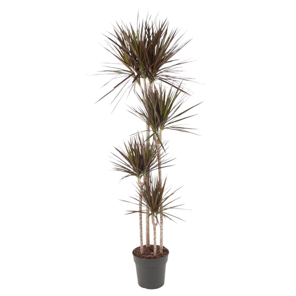 Drachenbaum ‚Magenta' – Dracaena marginata