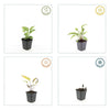 Purpur-Sonnenhut ‚Magnus' – Echinacea purpurea – Ansicht 6