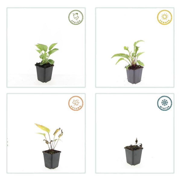 Purpur-Sonnenhut ‚Magnus' – Echinacea purpurea – Ansicht 6