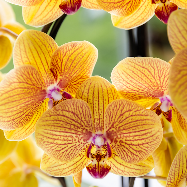 Schmetterlingsorchidee ‚Niagara Fall Sunny Bunny' – Phalaenopsis – Ansicht 7