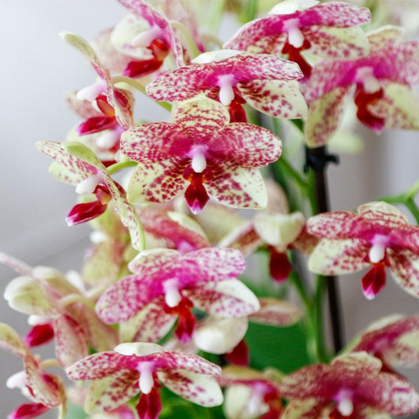Schmetterlingsorchidee ‚Mineral Grosseto' – Phalaenopsis – Ansicht 4