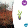 Roter Hartriegel ‚Midwinter Fire' – Cornus sanguinea