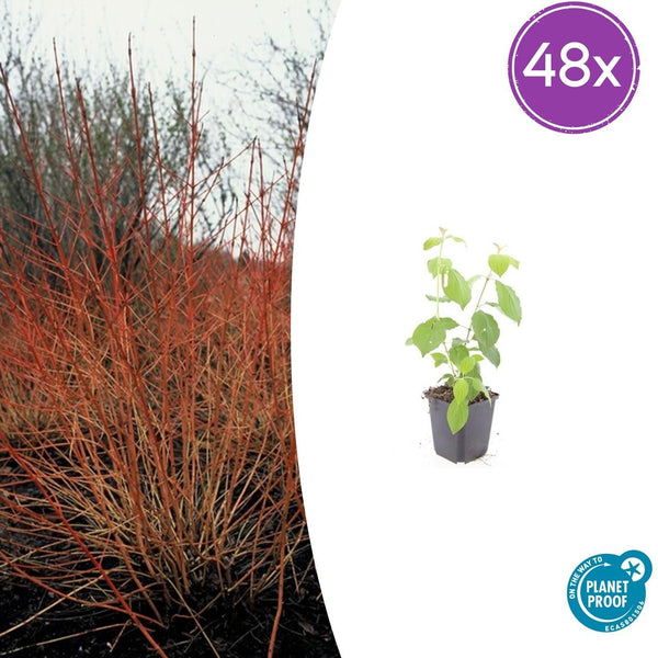Roter Hartriegel ‚Midwinter Fire' – Cornus sanguinea