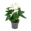 Flamingoblume – Anthurium andreanum
