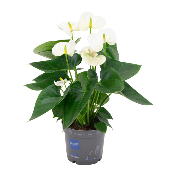 Flamingoblume – Anthurium andreanum