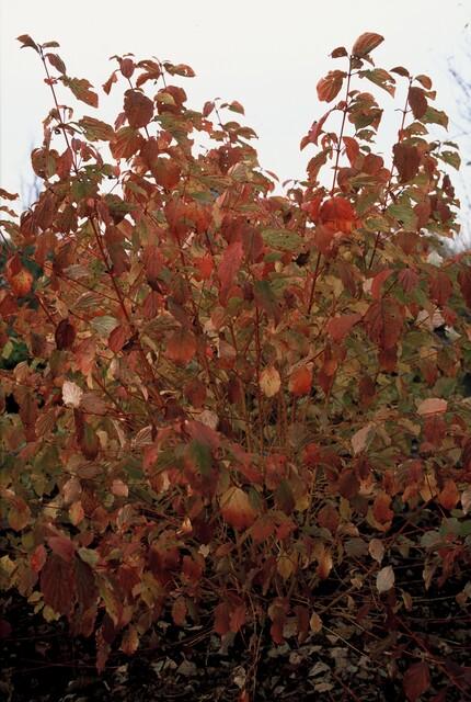 Roter Hartriegel ‚Anny's Winter Orange' – Cornus sanguinea – Ansicht 5