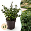 Japanische Stechpalme ‚Stokes' – Ilex crenata – 8 Stück