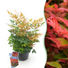 Himmelsbambus ‚Gulfstream' – Nandina domestica – Standard