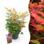 Himmelsbambus ‚Gulfstream' – Nandina domestica – Standard