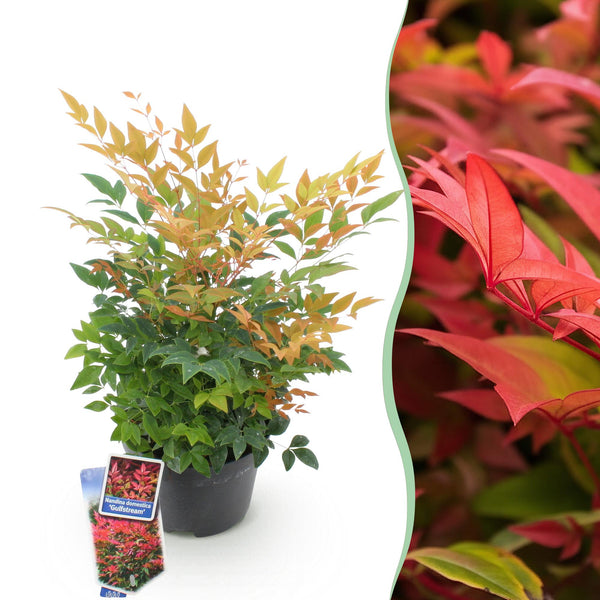 Himmelsbambus ‚Gulfstream' – Nandina domestica – Standard