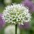 Zierlauch ‚Mount Everest' – Allium – 3 Stück