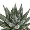 Sukkulenten-Set „Gasteria & Haworthia“ – 3 Sukkulenten – Ansicht 11