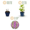 Rittersporn ‚Astolat' – Delphinium pacific – Ansicht 4