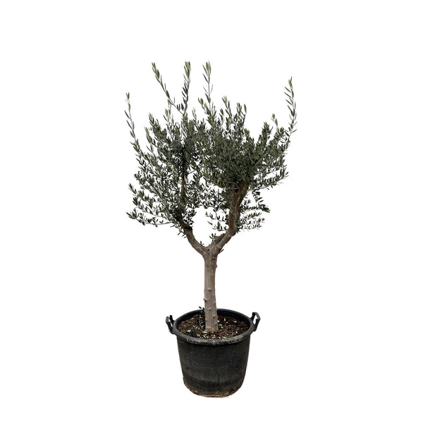 Olivenbaum ‚Cultivo' – Olea europaea