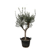 Olivenbaum ‚Cultivo' – Olea europaea