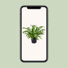 Nestfarn ‚Crissie' – Asplenium nidus – Ansicht 4