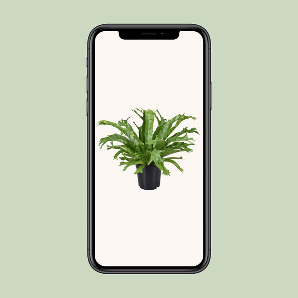 Nestfarn ‚Crissie' – Asplenium nidus – Ansicht 4