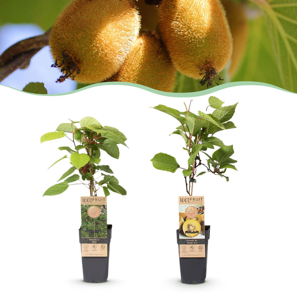 Kiwi ‚Weiki & Golden Kiwi' – Actinidia arguta – 2 Stück