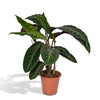 Calathea warscewiczii