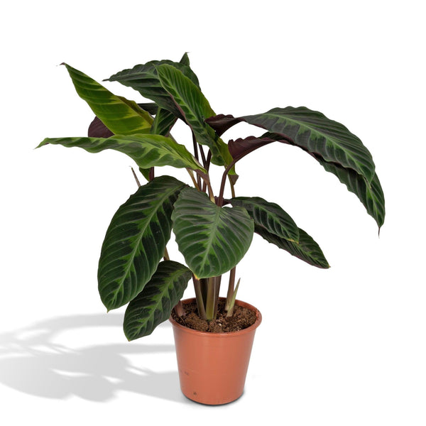 Calathea warscewiczii