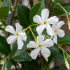 Sternjasmin – Trachelospermum jasminoides – Ansicht 3