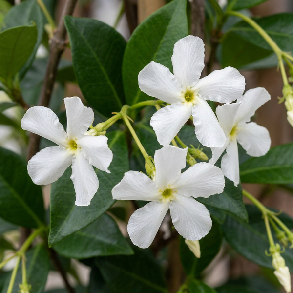 Sternjasmin – Trachelospermum jasminoides – Ansicht 3