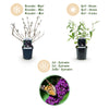 Schmetterlingsstrauch ‚Black Night' – Buddleja davidii – Ansicht 6