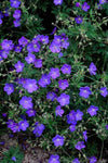 Storchschnabel ‚Johnson's Blue' – Geranium – Ansicht 6