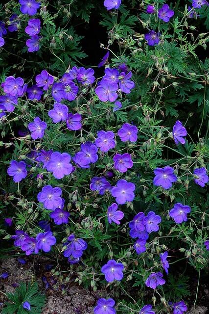 Storchschnabel ‚Johnson's Blue' – Geranium – Ansicht 6