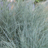 Blauschwingel ‚Elijah Blue' – Festuca glauca – Ansicht 5