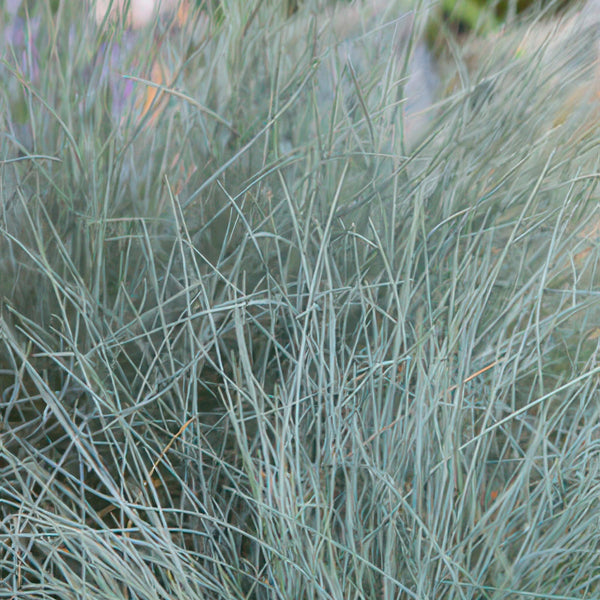 Blauschwingel ‚Elijah Blue' – Festuca glauca – Ansicht 5