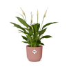 Einblatt ‚Torelli' – Spathiphyllum