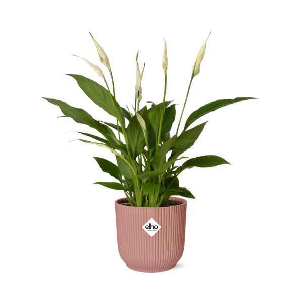 Einblatt ‚Torelli' – Spathiphyllum