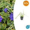 Kleines Immergrün ‚Blue and Gold' – Vinca minor