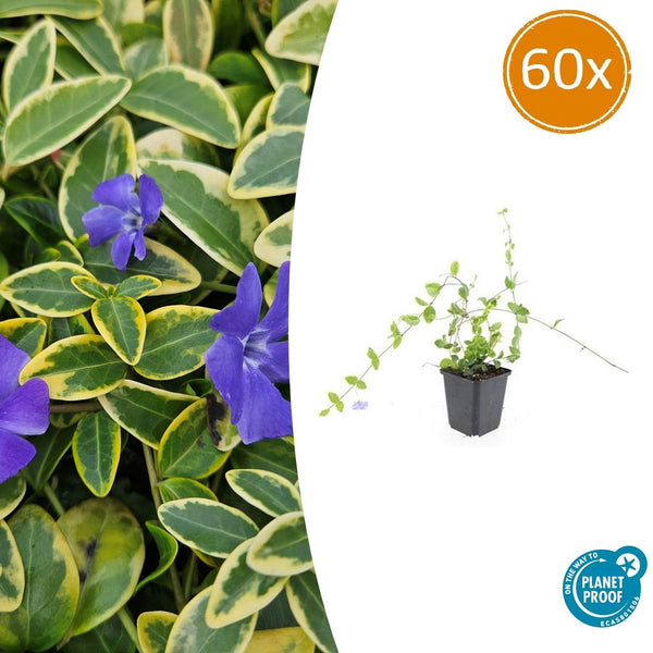 Kleines Immergrün ‚Blue and Gold' – Vinca minor