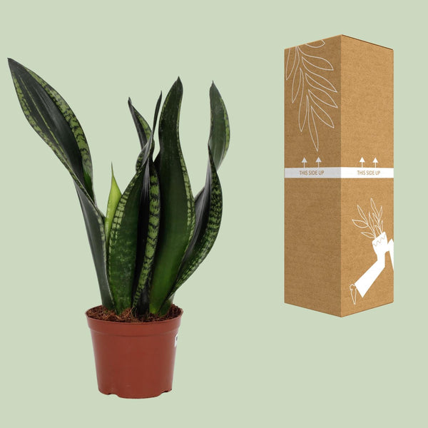 Bogenhanf ‚Whitney' – Sansevieria trifasciata – Ansicht 5