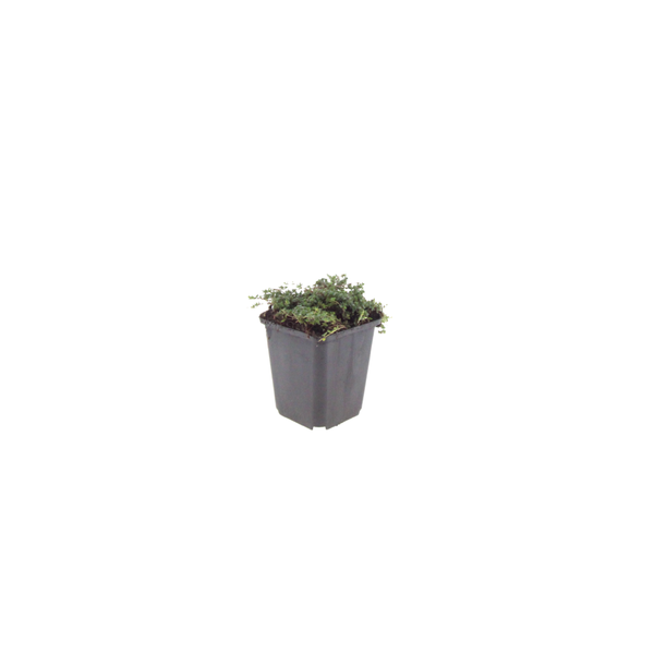 Frühblühender Thymian ‚Purple Beauty' – Thymus praecox – Ansicht 2
