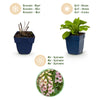 Fingerhut ‚Gloxiniiflora' – Digitalis purpurea – Ansicht 4