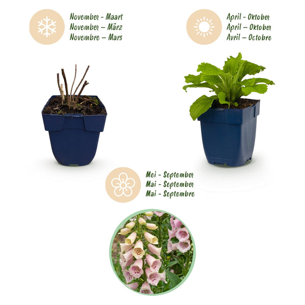 Fingerhut ‚Gloxiniiflora' – Digitalis purpurea – Ansicht 4
