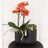 Schmetterlingsorchidee ‚Mineral Bolzano' – Phalaenopsis – Ansicht 9