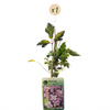 Bergwaldrebe ‚Mayleen' – Clematis montana – Ansicht 2