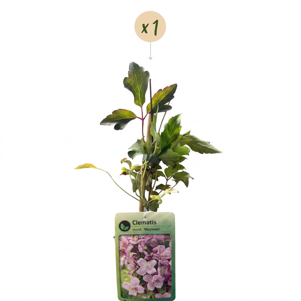 Bergwaldrebe ‚Mayleen' – Clematis montana – Ansicht 2