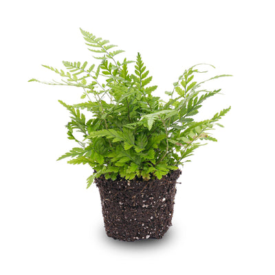 Farn – Athyrium spicatum