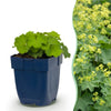 Frauenmantel – Alchemilla mollis