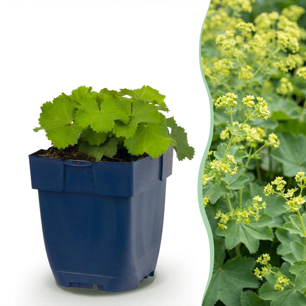Frauenmantel – Alchemilla mollis