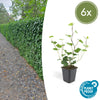 Irischer Efeu – Hedera hibernica – 6 Stück