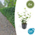 Irischer Efeu – Hedera hibernica – 6 Stück