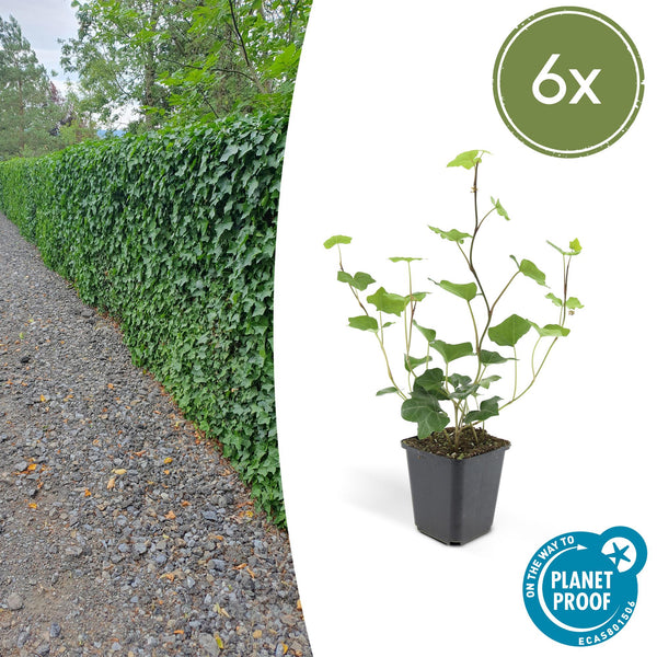 Irischer Efeu – Hedera hibernica – 6 Stück