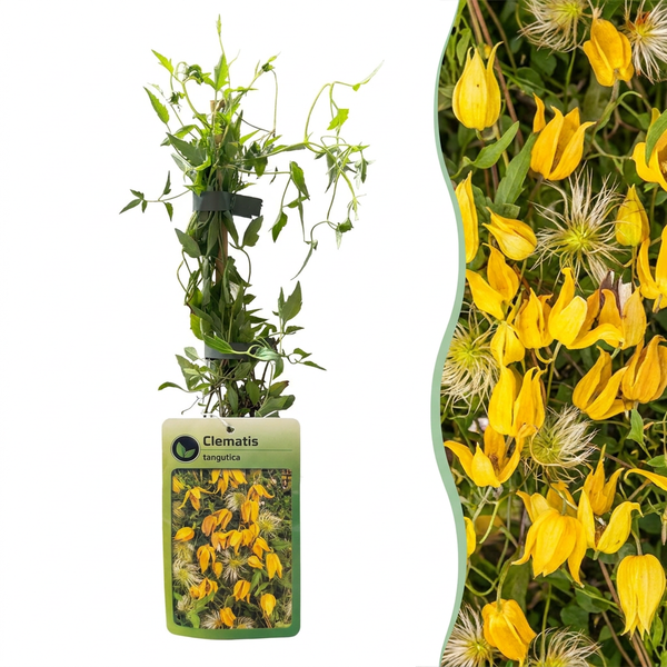 Gold-Waldrebe – Clematis tangutica