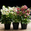 Lenzrose ‚Double Tricolour' – Helleborus orientalis – Ansicht 5